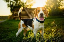 How Much Exercise Does a Beagle Need? What You Need To Know