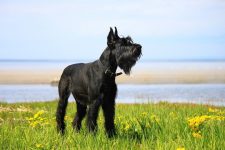 150+ Popular and Unique Names for Giant Schnauzers