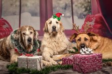 200+ Incredible and Festive Christmas Names for Dogs
