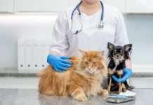19 Pet Healthcare Statistics and Facts (Updated in 2022)