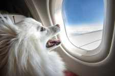 Where Do Dogs Go on a Plane? Everything You Need to Know!