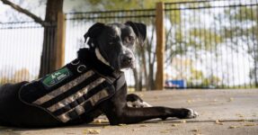 Warriors’ Best Friend: Meet Gregory!